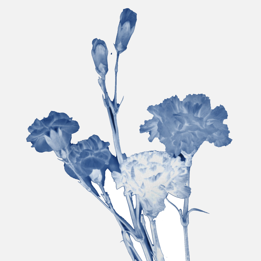 edited carnation