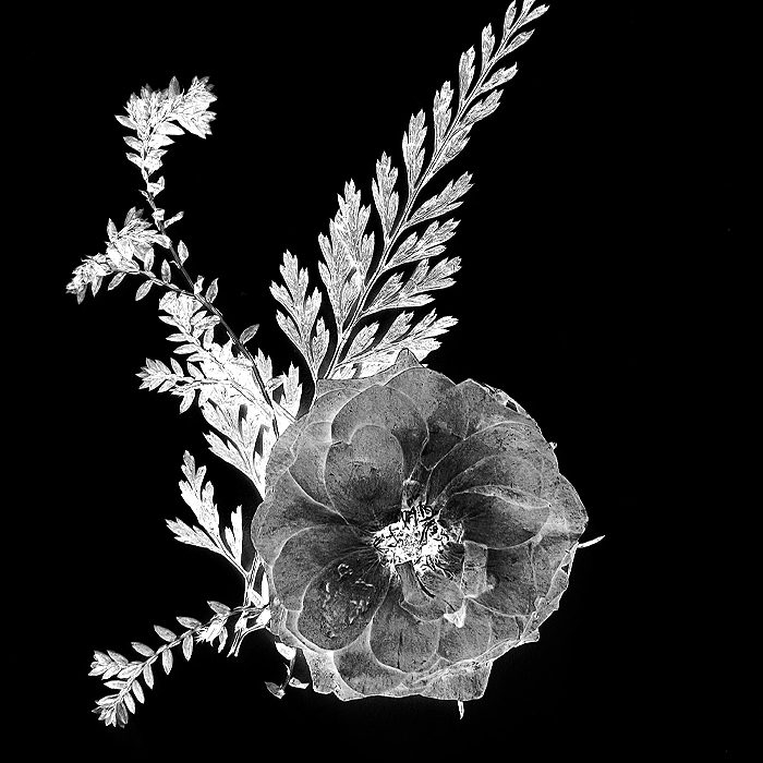 edited inverted flower