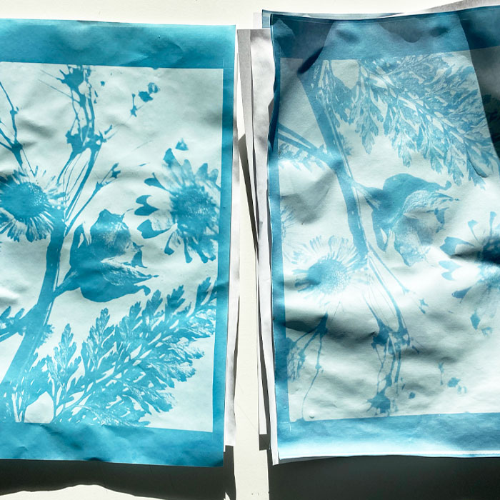 making the cyanotypes