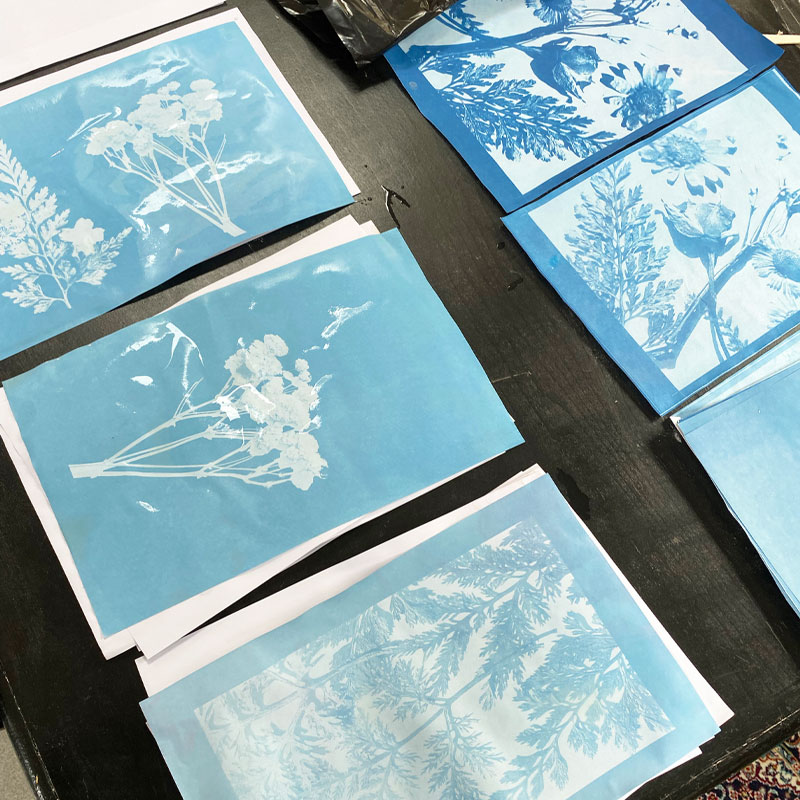 collection of cyanotypes